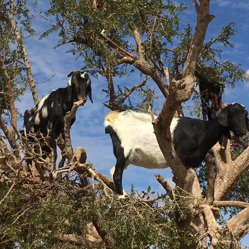 goats-trees